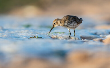 Dunlin (Calidris alpina) in environment.