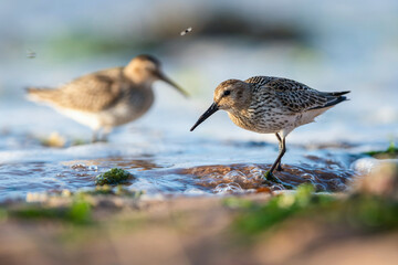 Dunlin (Calidris alpina) in environment.