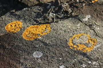 Yellow moss on rock 