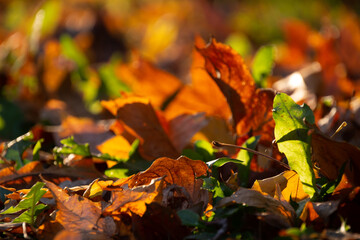 Beautiful autumn landscape. Colorful foliage in the park.