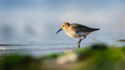 Dunlin (Calidris alpina) in environment.