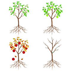 Obraz premium Apple tree in different seasons on a white background.