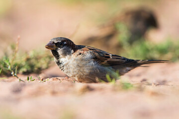 House Sparrow (Passer domesticus) in environment.