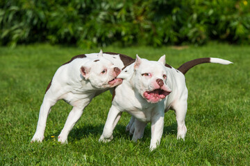 Two American Bully puppies dogs are playing