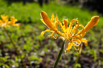 ヒガンバナ 彼岸花 秋 花