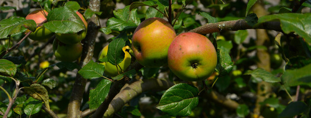 apples on the tree