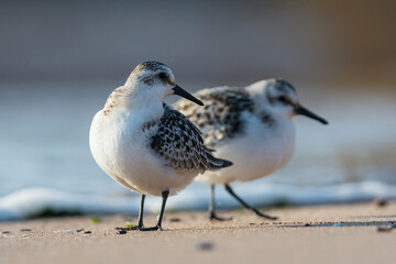 Sanderling (Calidris alba) in environment.