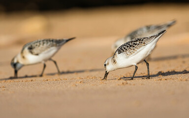 Sanderling (Calidris alba) in environment.