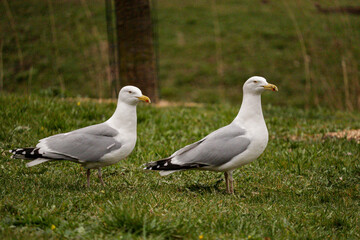 Pair of seagulls