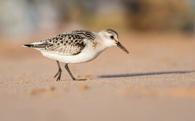 Sanderling (Calidris alba) in environment.