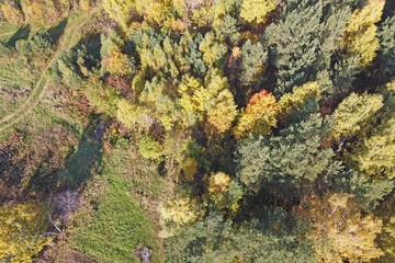 Autumn view from above a mixed forest in Sunny weather