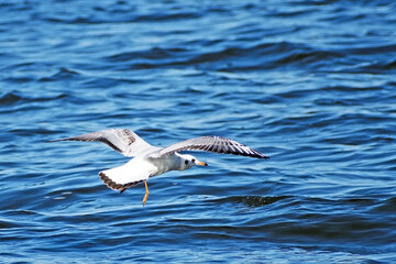 River gull flying low over the water close up