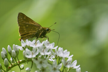アカセセリ