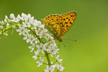 ヒョウモンチョウ