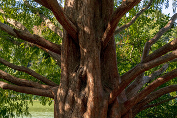 Closeup of old green tree in the park
