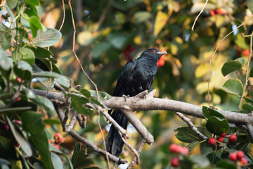 Asian koel