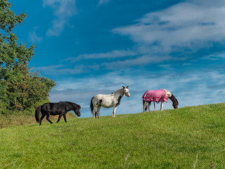 Obraz na płótnie Canvas Herd of horses grassing in a field, Denmark
