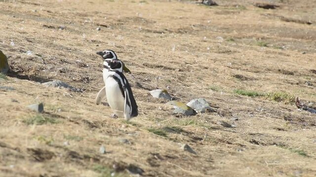 Two Magellanic penguins on Magdalena island in Chile