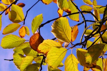 Colourful autumn leaves against a blue sky.