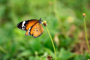 Butterfly sucking homey from flower with green blurred background