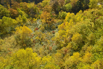 Fototapeta premium 紅葉