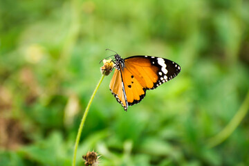 Butterfly sucking homey from flower with green blurred background