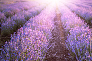 Obraz premium Blooming violet lavender field on sunset sky.