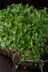 Fresh green sprouts close up on wooden background