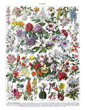 Vintage Flowers and leaves collection, can be used as greeting card, invitation card for wedding, wallpaper and duvet background with text/ Antique engraved illustration from from La Rousse XX Sciele	