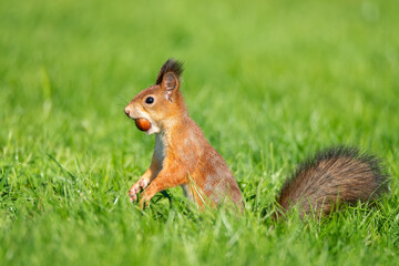 Squirrel in the park..