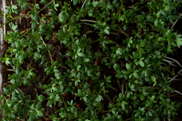 Above view of green beetroot sprouts close up