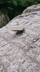 奥多摩にある鳩ノ巣渓谷