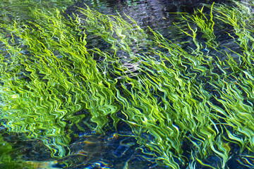 湧き水と藻