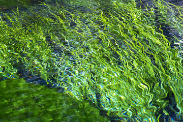 湧き水と藻