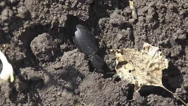 Carabus is genus of beetles in family Carabidae,  buries itself in ground