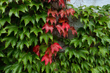 red and green colored autumn ivy on wall in city