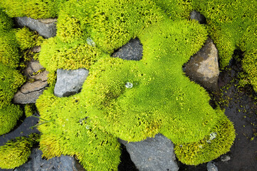 Intense green moss between stones in Iceland with water drops.