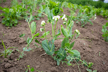 Green shoots of young organic peas.