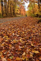 
The road to the resort in autumn