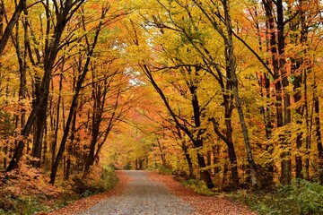 
The road to the resort in autumn
