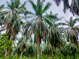 coconut tree in a forest, coconut tree forest near the beach