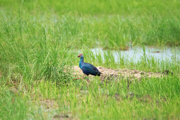 Purple moorehen