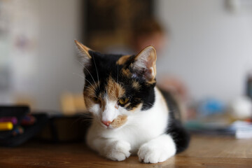 Katzen Posing