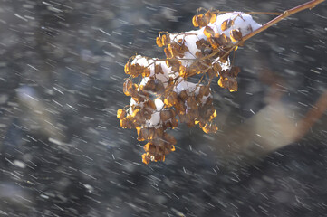 草の実と雪