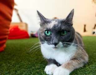 Close up view of black cat lying on a synthetic grass