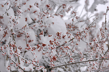ツルウメモドキの実に雪