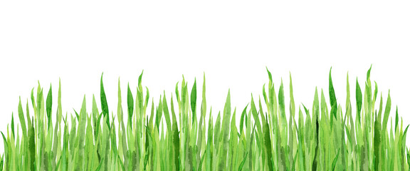 Watercolour field grasses. Wheat grass. Design for website, tradition medicine, apiculture. Green plant horizontal border. © Anna