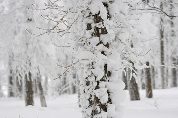 ツルアジサイに雪