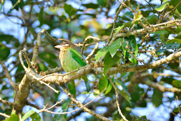 White cheeked barbet