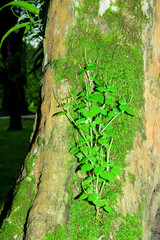 Krasang is a herbaceous plant that grows in wet areas.